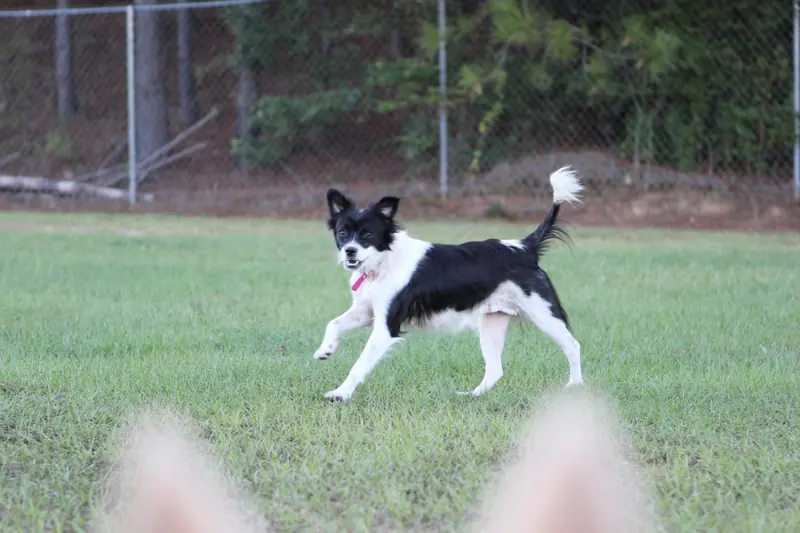 Dog running in the Cobble Hill dog park